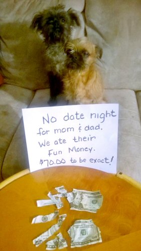 dog-shame-ate-the-money