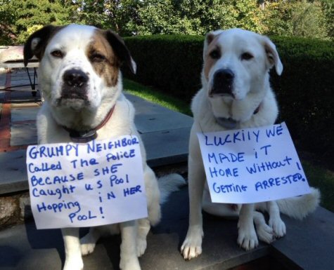 guilty pool hopping dogs