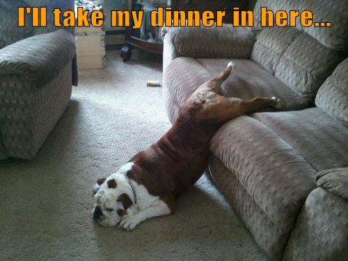 lazy bulldog on couch