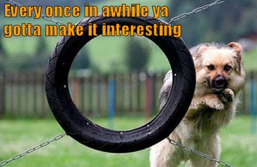 Dog doing bad on obstacle course