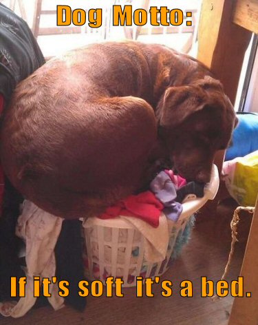 Dog sleeping in laundry basket