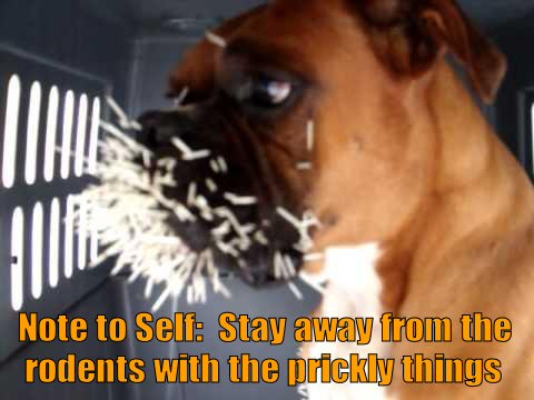 Dog with porcupine quills in nose