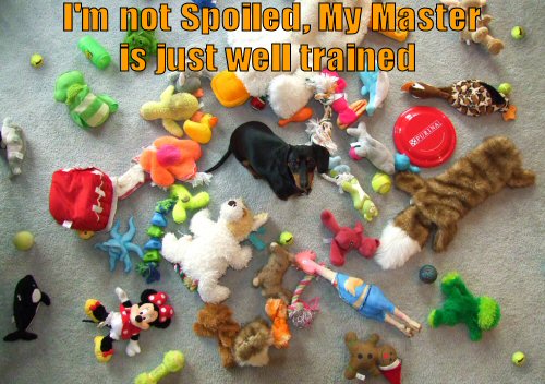 Dog with many toys