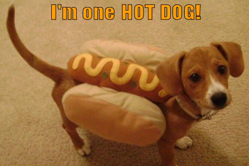 Dog dressed as Hot Dog