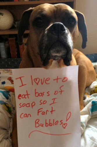 dog-shame-i-like-to-eat-soap