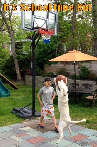 Dog playing Basketball