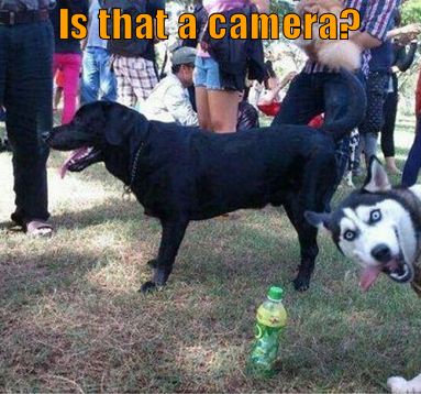 dog photobombing