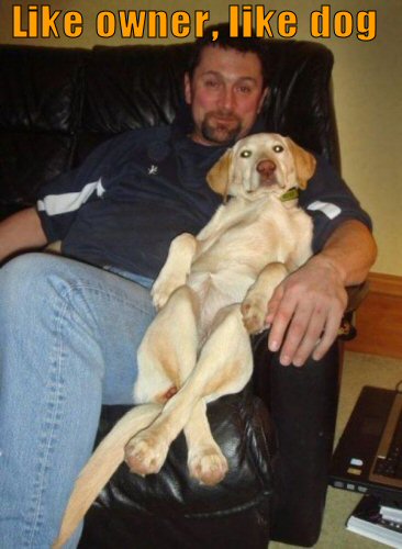 Dog relaxing on recliner with owner