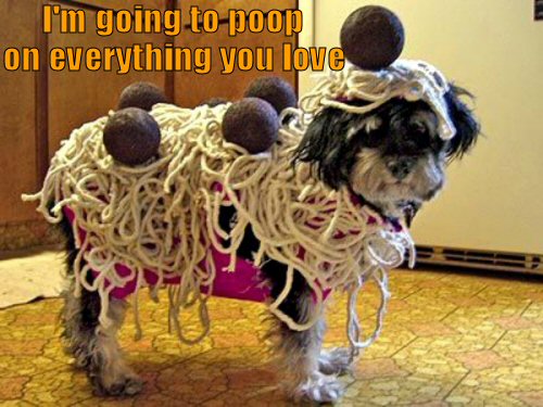 Dog dressed as spaghetti and meatballs