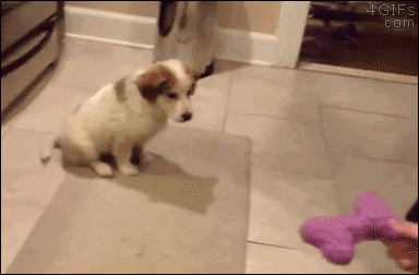 Puppy trying to catch toy