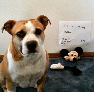 Dog killed a stuffed Mickey Mouse stuffed animal