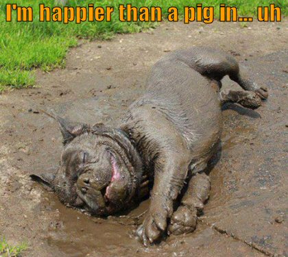 Dog laying in mud