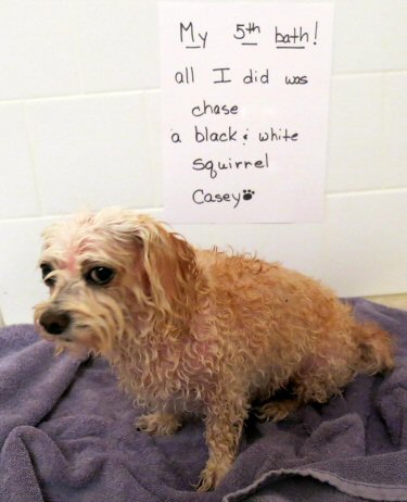 dog sprayed by skunk