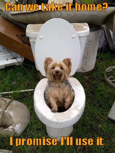 dog in toilet