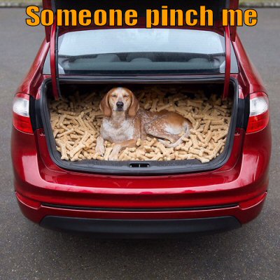 Dog in trunk of car with lots to treats