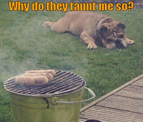 Dog wanting to grab food off grill