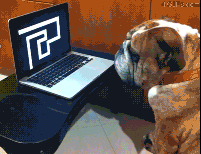 Dog not scared by face on computer
