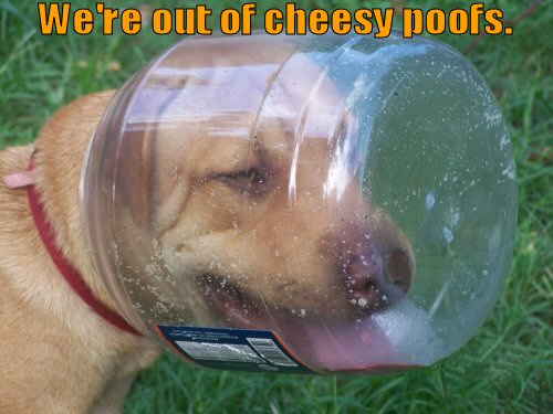 Dog with head in jar of cheesy poofs