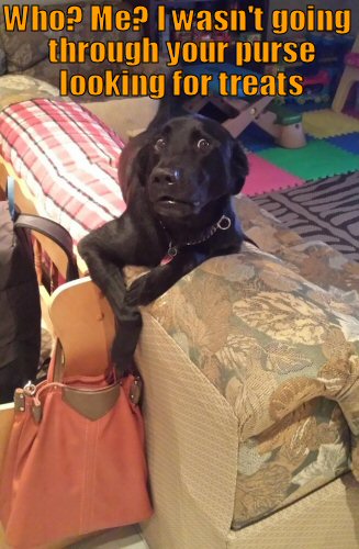 Dog caught going through purse