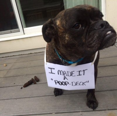 Dog pooped on the deck