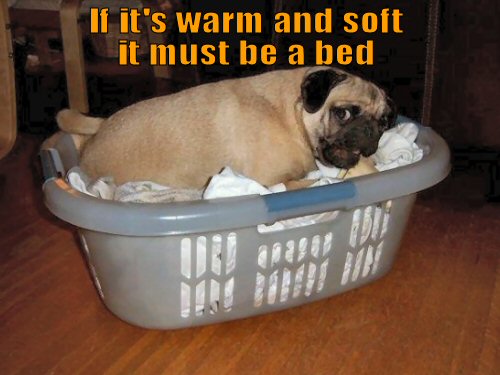 pug-in-a-laundry-basket
