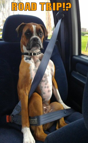 Boxer wearing his seatbelt