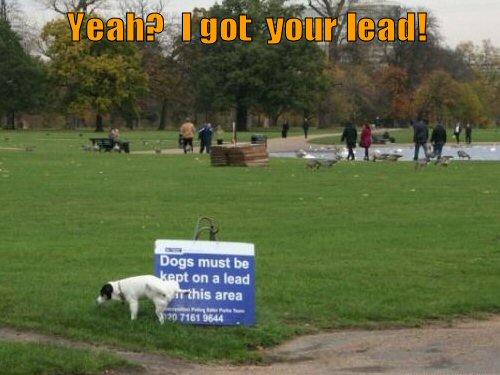 dog peeing on sign