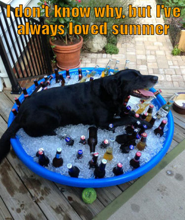 Dog lying in a pool of ice and beer