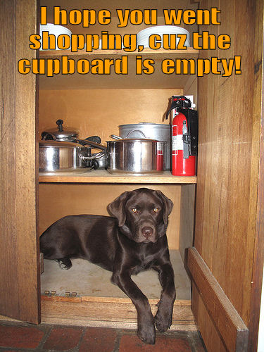 Dog inside of cupboard