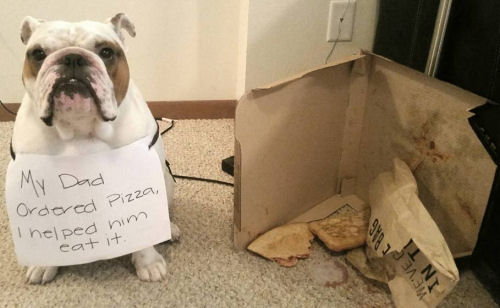 Bulldog ate dad's pizza