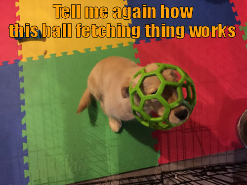 puppy with ball stuck on head