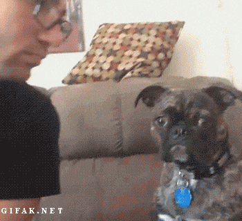dog not wanting to get kissed