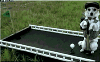 Dog playing putt-putt