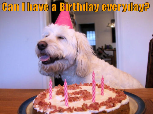 Dog wishing everyday was a Birthday