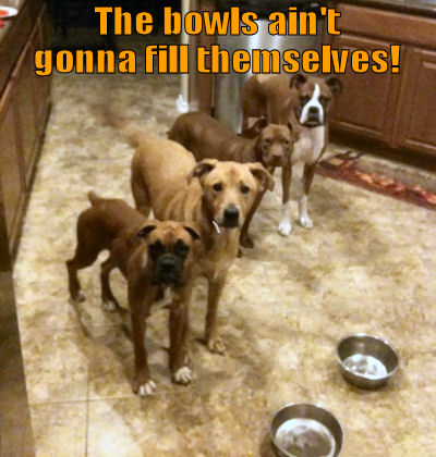 Dogs wanting human to fill their bowls