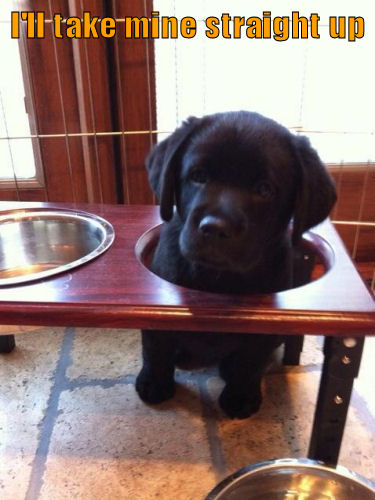 funny-puppy-food-bowl