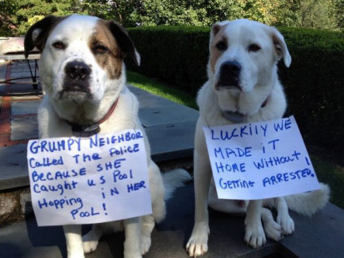 dog-shaming-pool-hopping