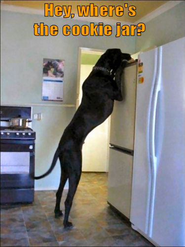 Large Dog looking on top of the refrigerator