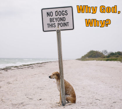 Funny-dog-why-god