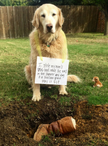 Dog ate mom's ugg boots