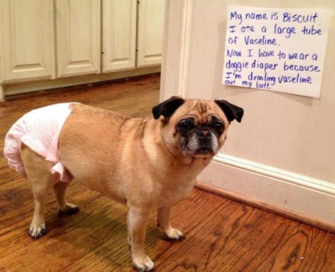 Pug in a diaper