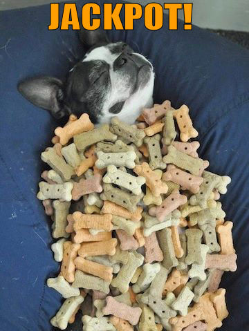 Dog surrounded with dog biscuits