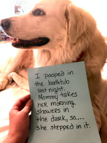 dog-shame-bathtub-pooper