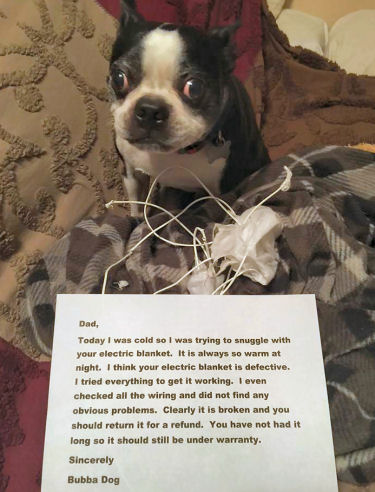 dog-shaming-electric-blanket-broken