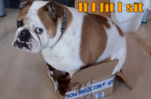 Bulldog sitting in a very small box