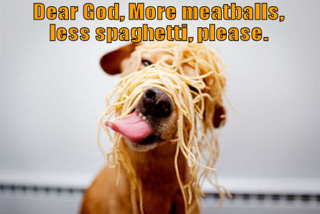 Dog with spaghetti all over head