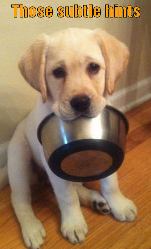 cute puppy holding food bowl in mouth