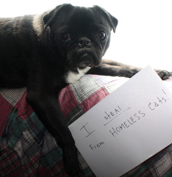 shamed dog steals homeless cats food