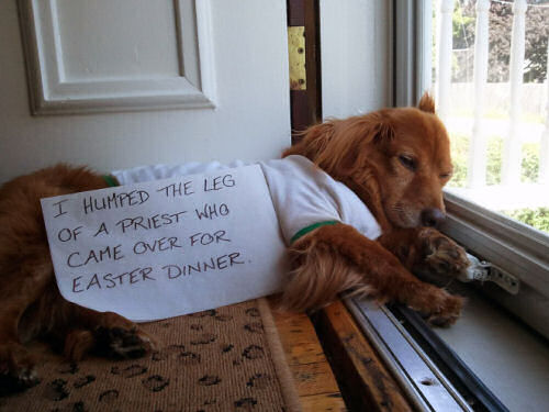 dog-shaming-i-humped-the-leg-of-a-priest