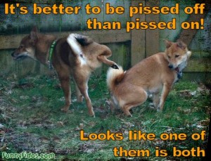 That Saying Is So True that-saying-is-so-true